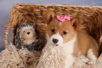  Bella💕🐶, a female Pembroke Welsh Corgi for sale in Fresno, OH – 4 of 10