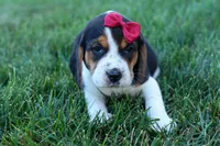 Cody 🐾🐶 , a male Beagle for sale in Fresno, OH – 5 of 10