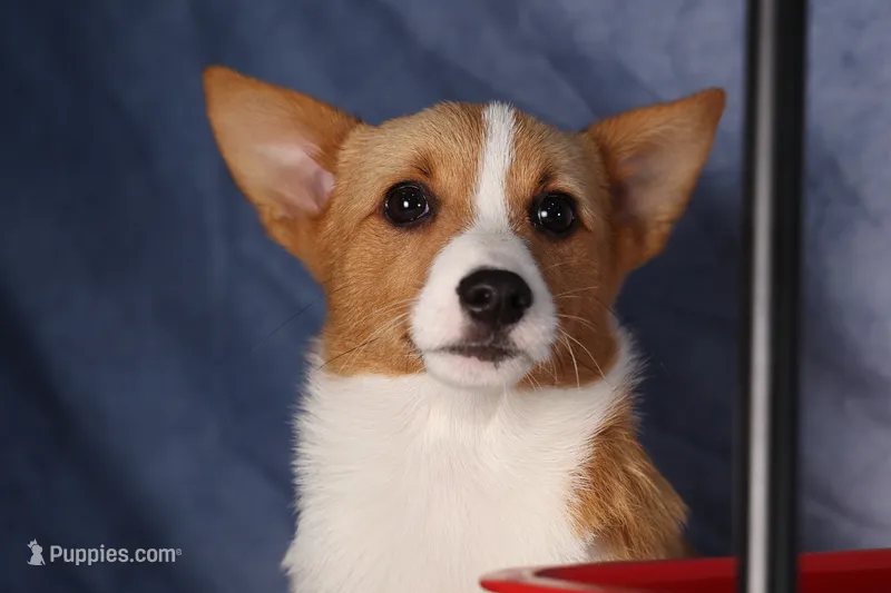 Yara ❤️ – Pembroke Welsh Corgi puppy for sale in Fresno, OH