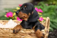 Iggy🐶, a male Miniature Dachshund for sale in Fresno, OH – 2 of 10