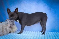 Quinto Bear🐾, a male Frenchton for sale in Fresno, OH – 9 of 10