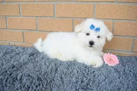 Bryson 🐾, a male Maltese for sale in Fresno, OH – 3 of 7