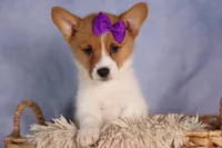 Bambi, a female Pembroke Welsh Corgi for sale in Fresno, OH – 5 of 10