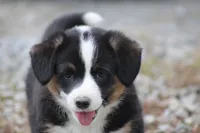 Sadie💗🐾, a female Australian Shepherd and Pembroke Welsh Corgi for sale in Fresno, OH – 2 of 6
