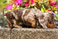 Isabelle🩷, a female Miniature Dachshund for sale in Fresno, OH – 8 of 10