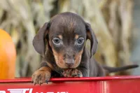  Zippy🐶, a male Miniature Dachshund for sale in Fresno, OH – 3 of 9