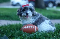 Rain🌸🐾, a female Cavapoo for sale in Fresno, OH – 3 of 10