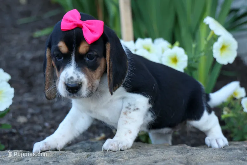 Cora 💖 – Beagle puppy for sale in Fresno, OH