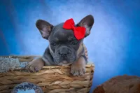 Quest ✨, a male Frenchton for sale in Fresno, OH – 4 of 9