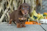  Zoey🎀, a female Miniature Dachshund for sale in Fresno, OH – 6 of 10