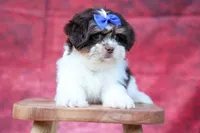  Oliver , a male Maltese and Shih Tzu for sale in Fresno, OH – 9 of 10
