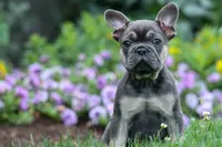 Edison, a male French Bulldog for sale in Fresno, OH – 3 of 10