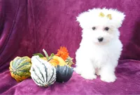  Mason, a male Maltese for sale in Fresno, OH – 2 of 7