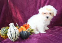 Max , a male Maltese for sale in Fresno, OH – 1 of 7