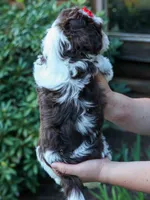  Ollie Bear , a male Maltese and Shih Tzu for sale in Fresno, OH – 8 of 9