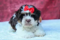  Ollie Bear , a male Maltese and Shih Tzu for sale in Fresno, OH – 2 of 9