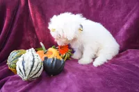 Max , a male Maltese for sale in Fresno, OH – 6 of 7