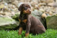 Griffin 🐶, a male Doberman Pinscher for sale in Fresno, OH – 2 of 10