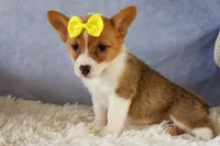 Yvonne 🎀, a female Pembroke Welsh Corgi for sale in Fresno, OH – 5 of 10
