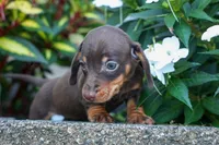  Zippy🐶, a male Miniature Dachshund for sale in Fresno, OH – 8 of 9