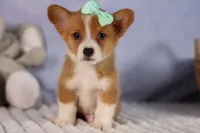  Bently🐶, a female Pembroke Welsh Corgi for sale in Fresno, OH – 2 of 10