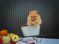 🐾 Meet Rosa — A Bouncy Little Ball of Fluff! 🐾, a male Pomeranian for sale in Fresno, OH – 2 of 10