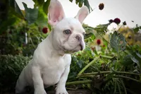  Snoopy 🐶, a male French Bulldog for sale in Fresno, OH – 6 of 10