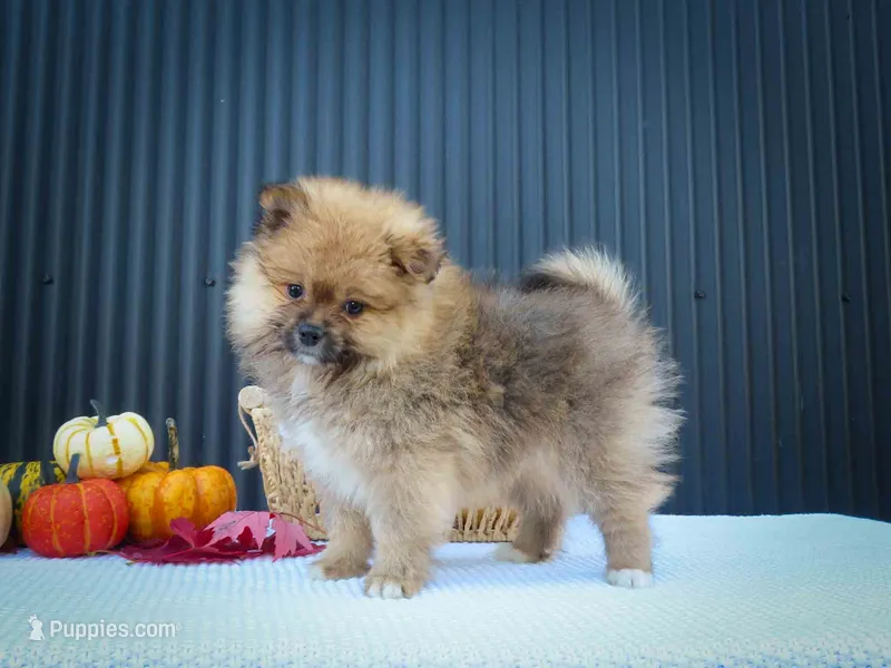 🐾 Meet Rambo — A Bouncy Little Ball of Fluff! 🐾 – Pomeranian puppy for sale in Fresno, OH