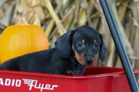  Zeke🐾, a male Miniature Dachshund for sale in Fresno, OH – 7 of 10