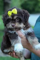  Oscar , a male Maltese and Shih Tzu for sale in Fresno, OH – 8 of 10
