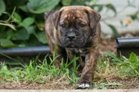 Ashton, a male English Bulldog and Beagle for sale in Fresno, OH – 1 of 8