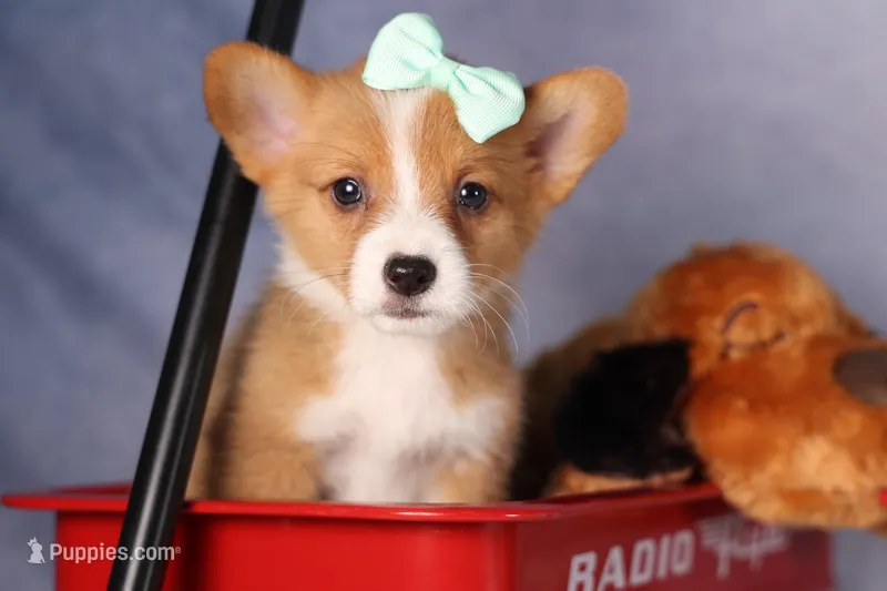  Bently🐶 – Pembroke Welsh Corgi puppy for sale in Fresno, OH