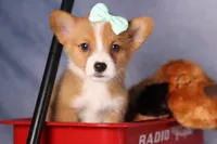  Bently🐶, a female Pembroke Welsh Corgi for sale in Fresno, OH – 1 of 10