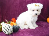  Mason, a male Maltese for sale in Fresno, OH – 6 of 7