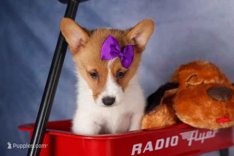 Bambi – Pembroke Welsh Corgi puppy for sale in Fresno, OH