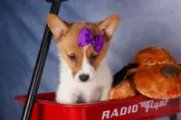 Bambi, a female Pembroke Welsh Corgi for sale in Fresno, OH – 8 of 10