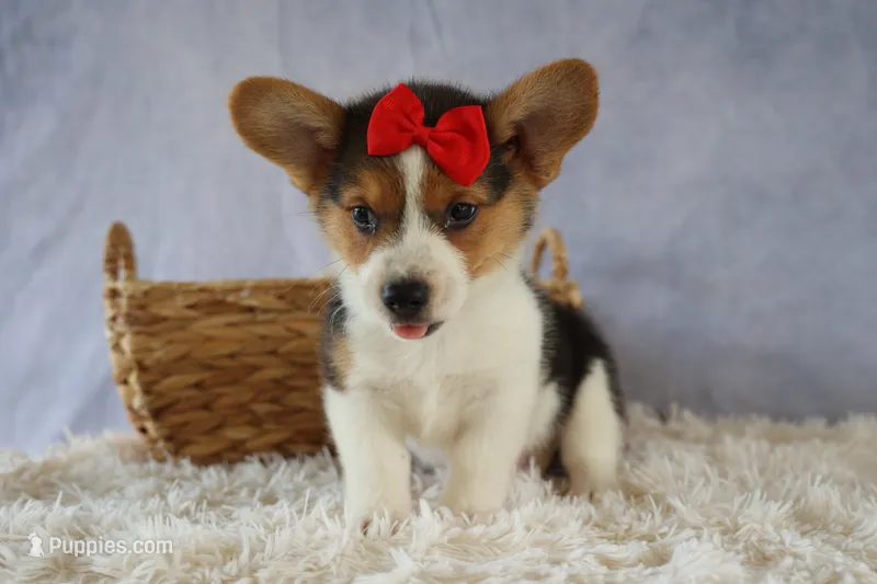 Ziggy 🩵 – Pembroke Welsh Corgi puppy for sale in Fresno, OH