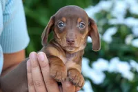  Zoey🎀, a female Miniature Dachshund for sale in Fresno, OH – 5 of 10