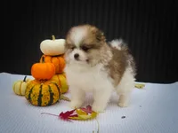 Macey 🎀, a female Pomeranian for sale in Fresno, OH – 4 of 10