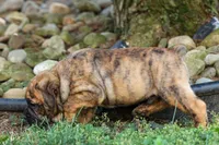 Archie 🐶, a male English Bulldog and Beagle for sale in Fresno, OH – 5 of 9