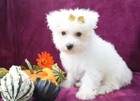  Mason, a male Maltese for sale in Fresno, OH – 4 of 7