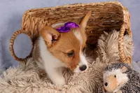 Bambi, a female Pembroke Welsh Corgi for sale in Fresno, OH – 7 of 10