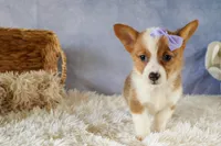 Yo-Yo 💕, a female Pembroke Welsh Corgi for sale in Fresno, OH – 6 of 9