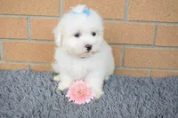Blake 💙, a male Maltese for sale in Fresno, OH – 6 of 7