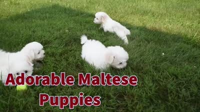 Baxter 🐶, a male Maltese for sale in Fresno, OH – 7 of 7
