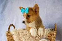 Yack 🐶, a male Pembroke Welsh Corgi for sale in Fresno, OH – 6 of 9
