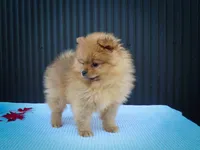 🐾 Meet Rosco — A Bouncy Little Ball of Fluff! 🐾, a male Pomeranian for sale in Fresno, OH – 6 of 10