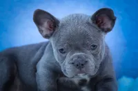 Quinn🐾, a male Frenchton for sale in Fresno, OH – 2 of 10