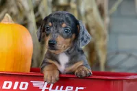   Zino🐾, a male Miniature Dachshund for sale in Fresno, OH – 6 of 9