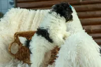 Remi 🩷, a female Cavapoo for sale in Fresno, OH – 4 of 10